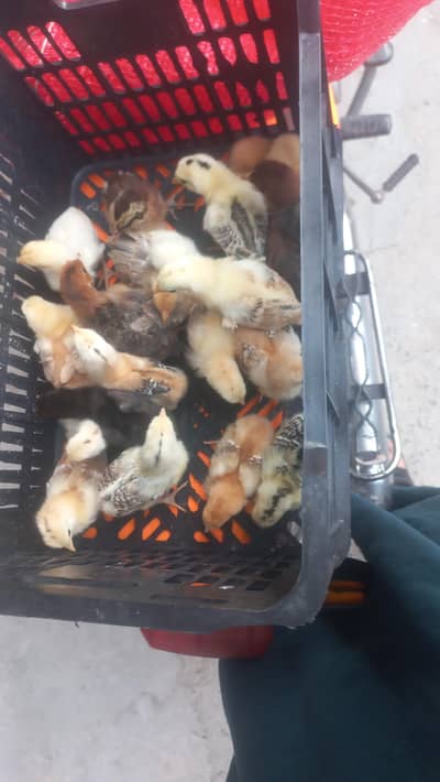 golden misri 5 days chicks for sale broiler chicks also avlb
