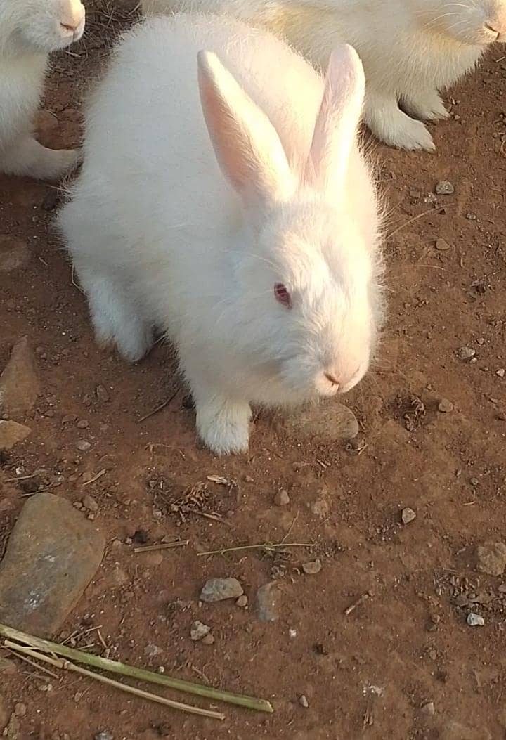 Rabbits pair exchange 0