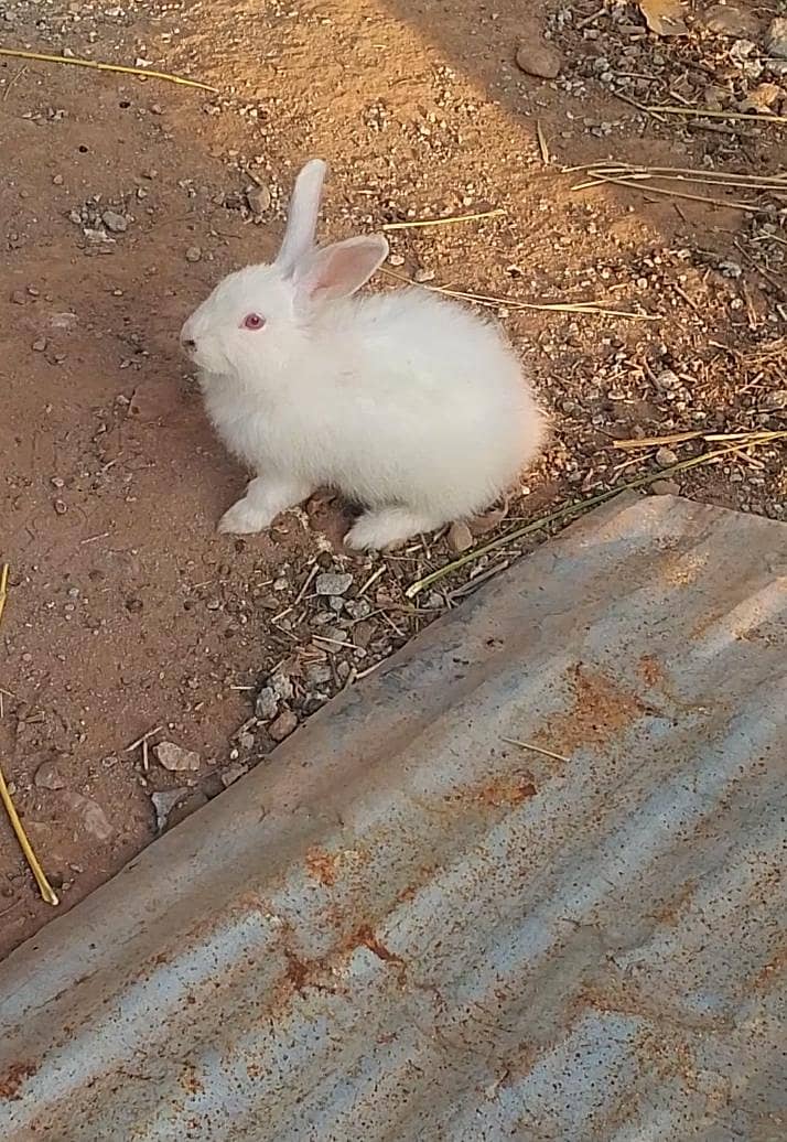 Rabbits pair exchange 1