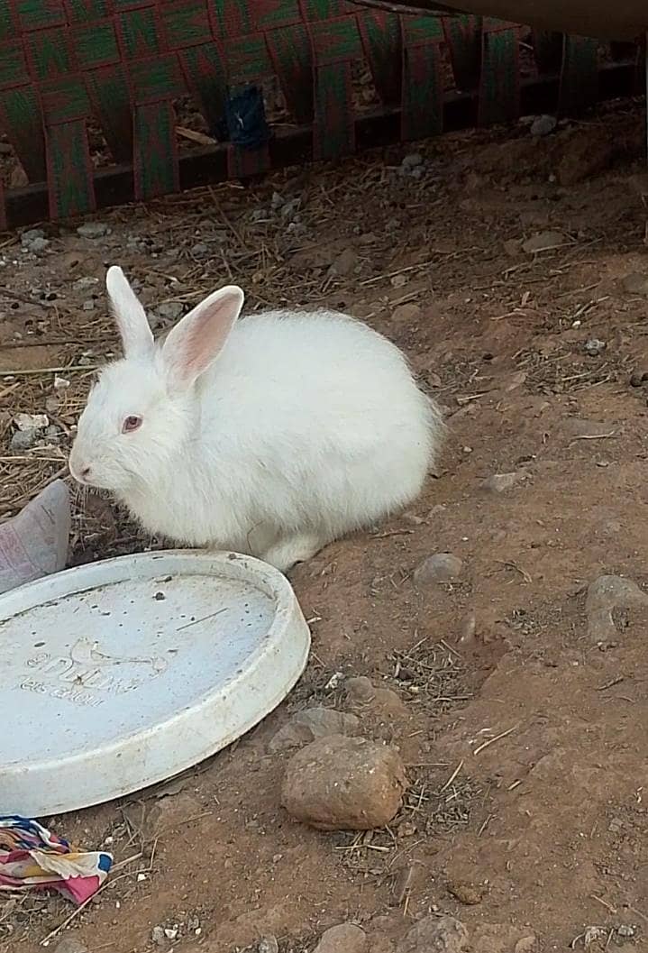 Rabbits pair exchange 2