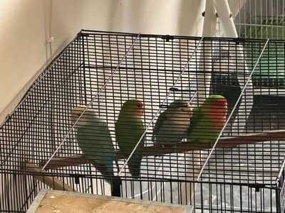 Lovebird rosecolli breeding pairs bonded