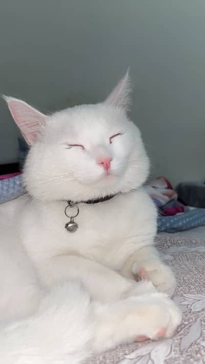 Cat for sale pata nhi on si nasal he 03167724440 taxila