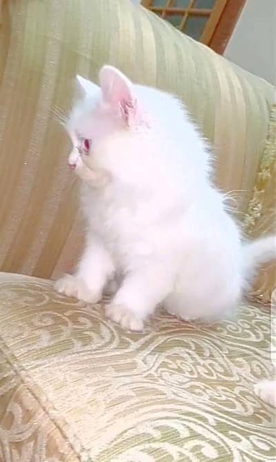 Triple Coat Persian Kittens for Sale – Blue Eyes WhatsApp 03711597827