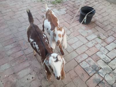 Goats pair for sale