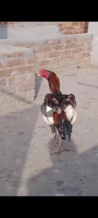 LAKHA