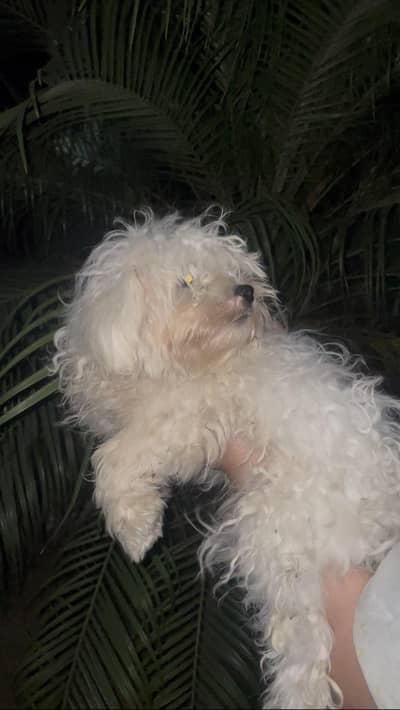 White Fluffy Poodle For Sale