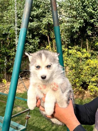 Siberian husky puppy blue eyes pure husky