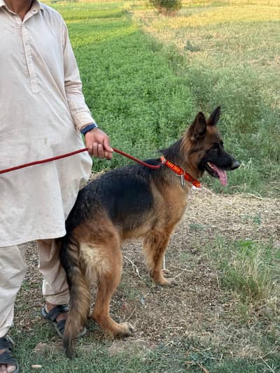 garman shepherd dog long coat famal