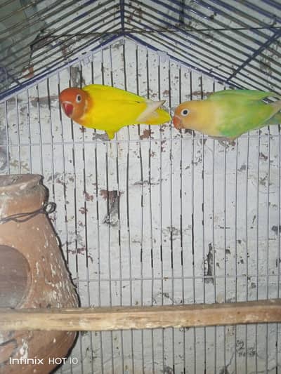 Love bird personata x dilute pair
