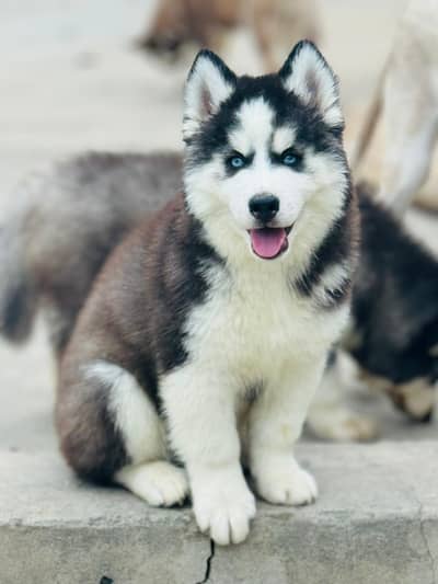Siberian husky puppy blue eyes