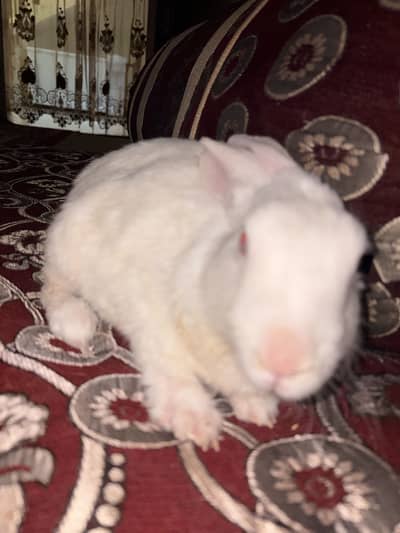 White rabbit