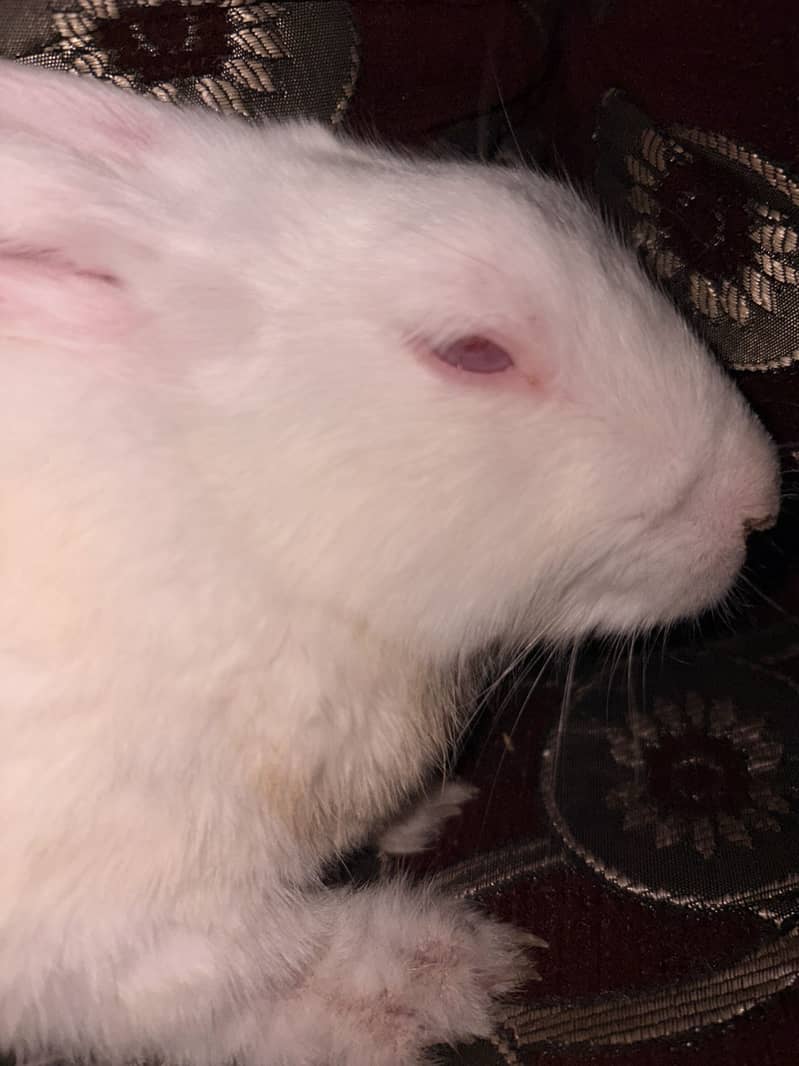 White rabbit 1