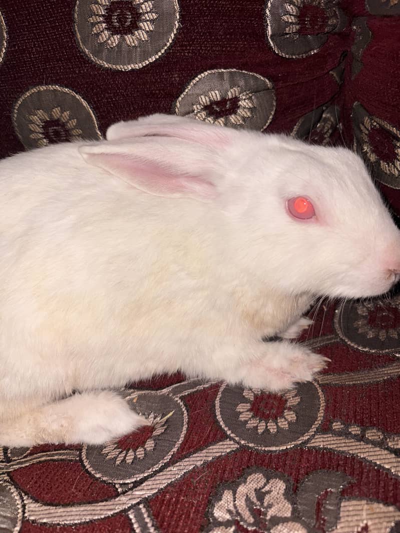 White rabbit 2