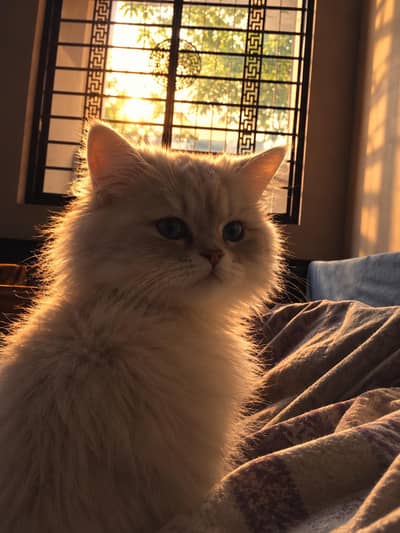 semi punch Persian