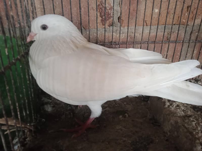 kaboter 4