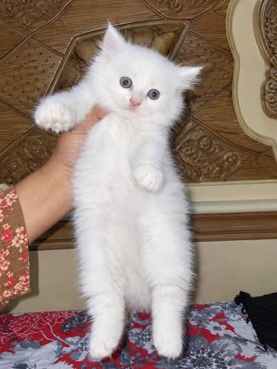pure persian furr ball kittens 1white 1tabby both are males