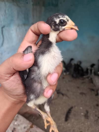 chicks for sale