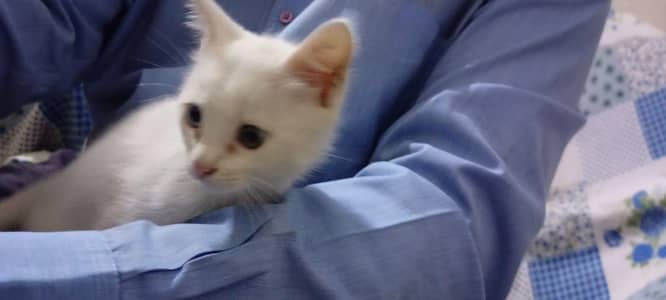 persian cat mashallah active and healthy03028445202