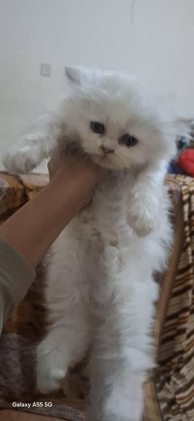 three female cat 1 price 15k