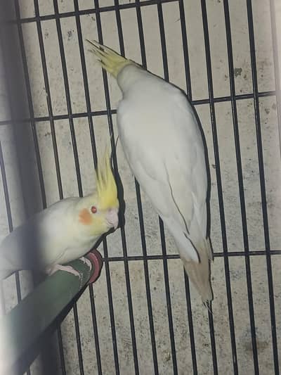 COCKTAIL CREAM PAIR WITH RED EYES