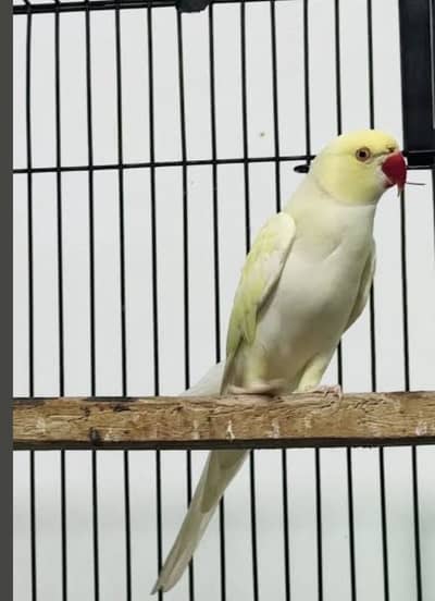 Crimino male Xch possible with parrot pairs