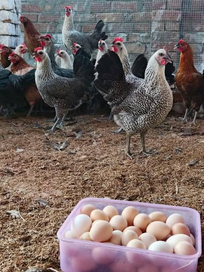 Golden misri available