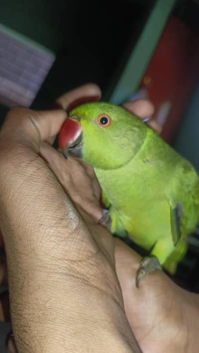 Green Ringneck parrot Hand Tamed