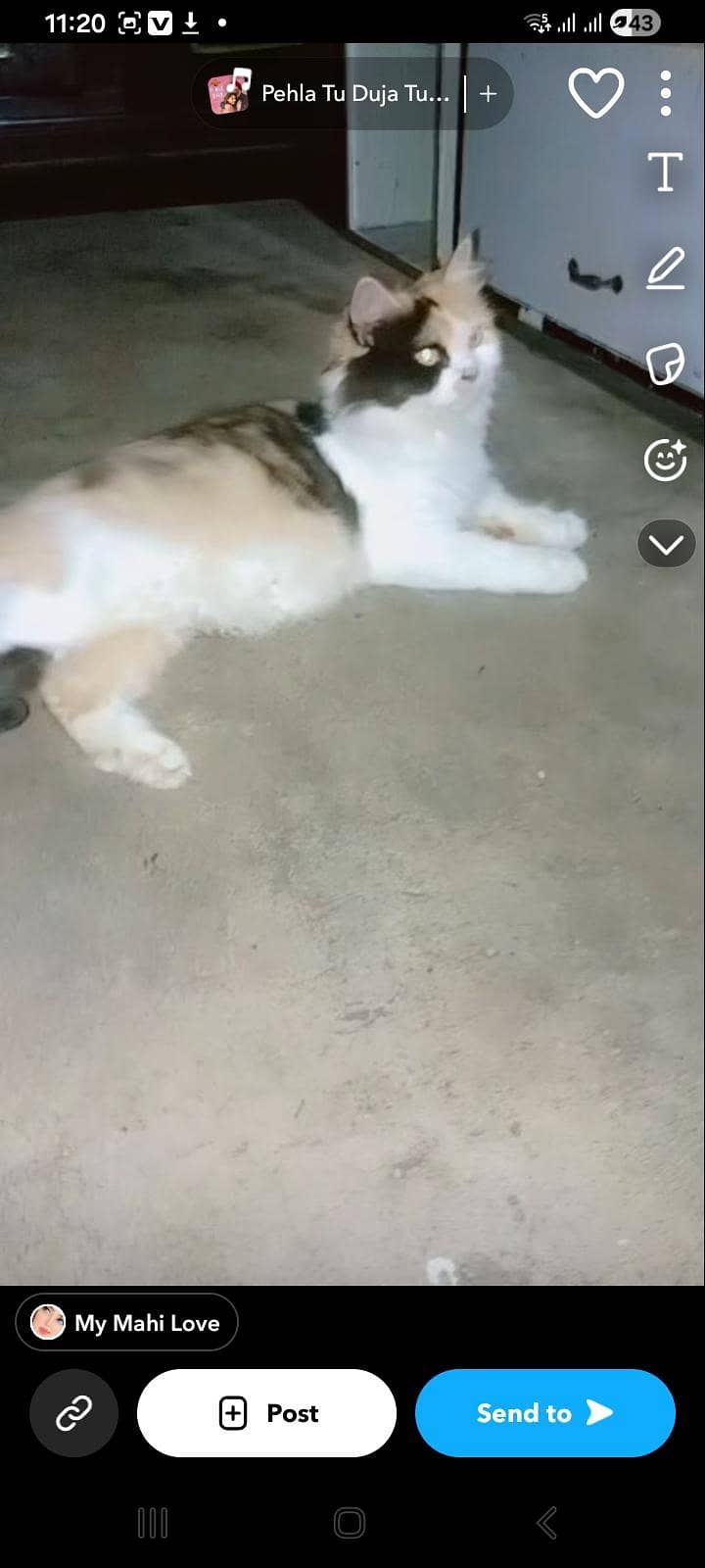 kitten 0