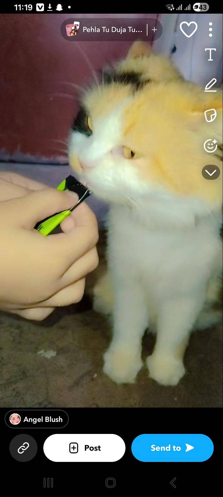 kitten 1