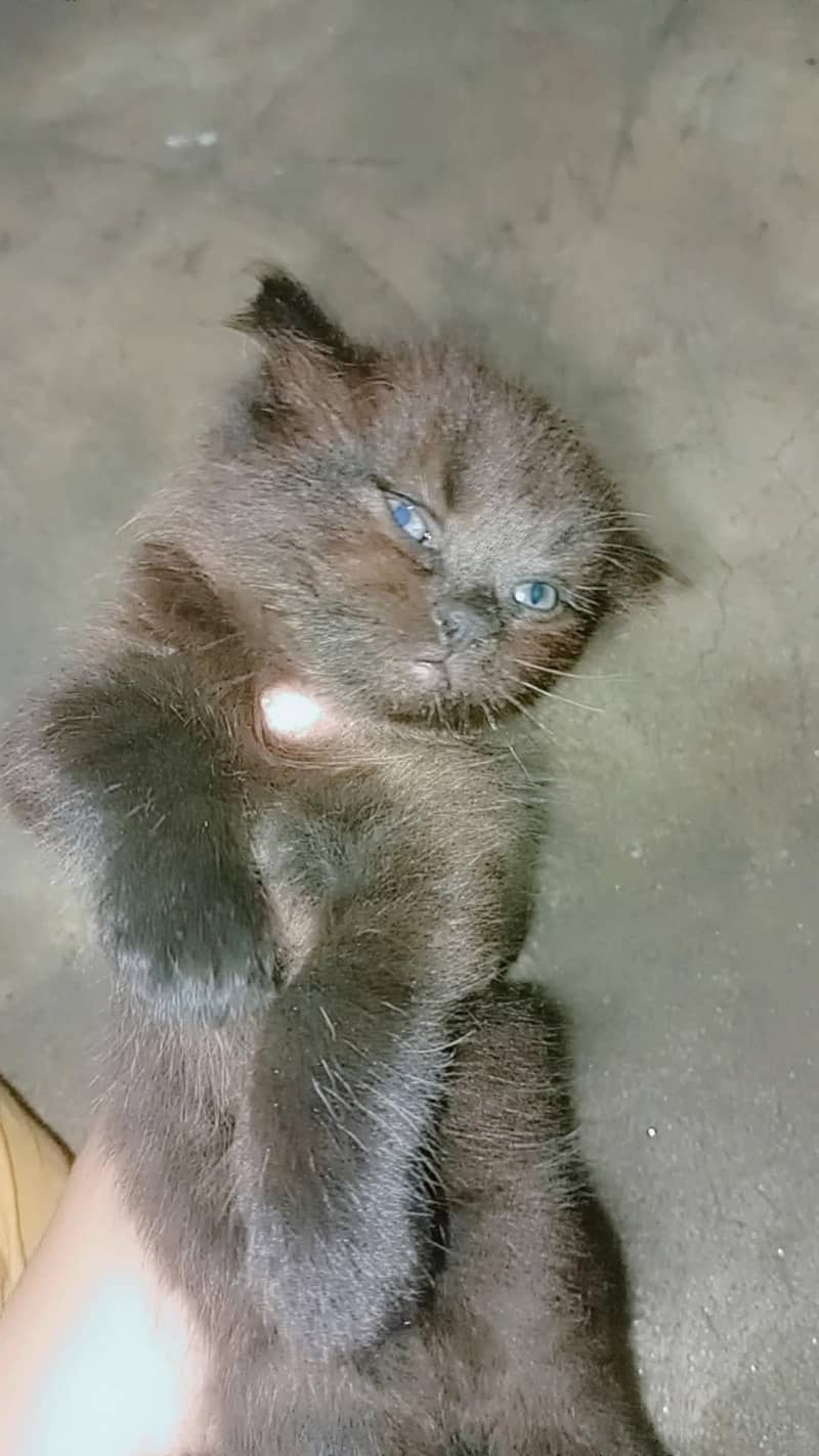 kitten 2