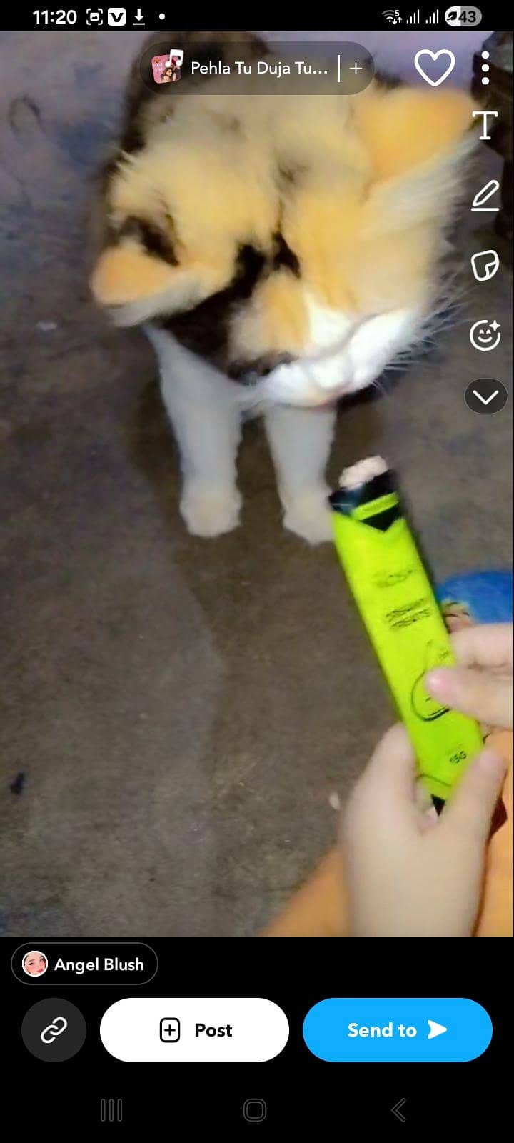 kitten 3