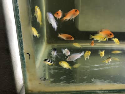 African Cichlids Mix  & Big Koi 10 inch