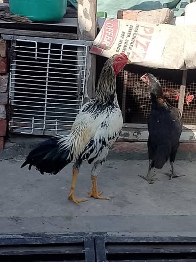 aseel roster is available in reasonable price