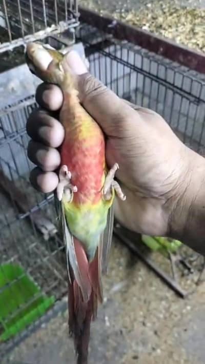 breeder pair ha nail tail fly all ok ha