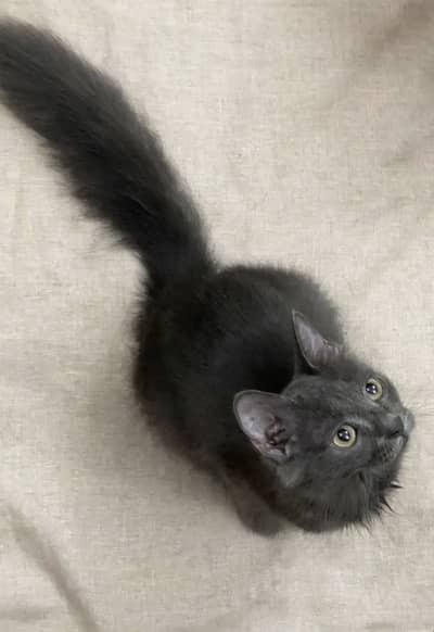 British Shorthair Double Coated