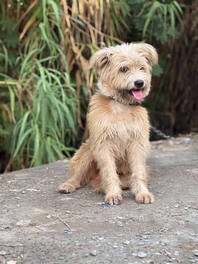 Cute dog