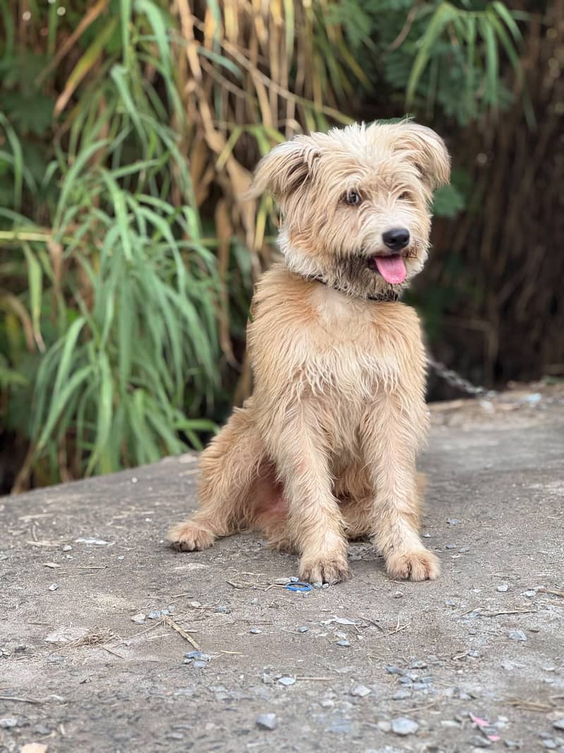 Cute dog 0