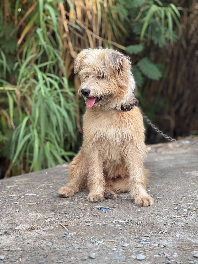 Cute dog 1