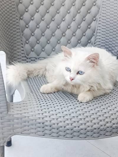 Pure White Persian Male Cat | Grey Eyes | Vaccinated