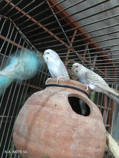 Albino red eyes pair