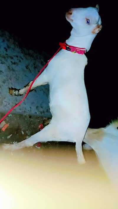 0 size Pura teddy Bakra with white eyes
