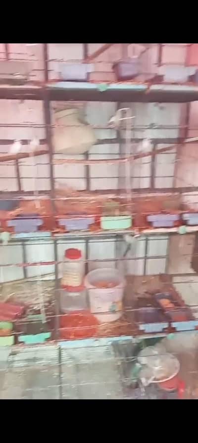birds cages 12 portion and five portions and 8 portions