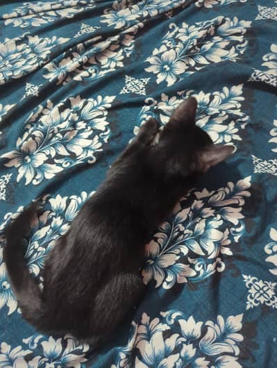 parsihan cat and beautiful black color eyes bhut kubsurat hai