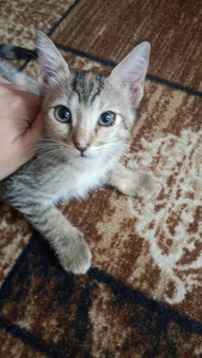 KITTENS