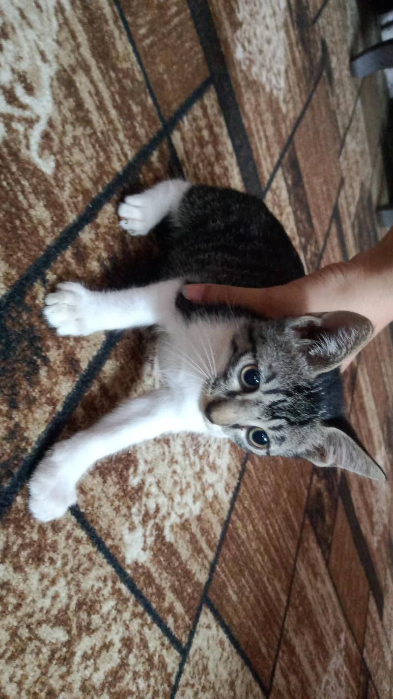 KITTENS 1