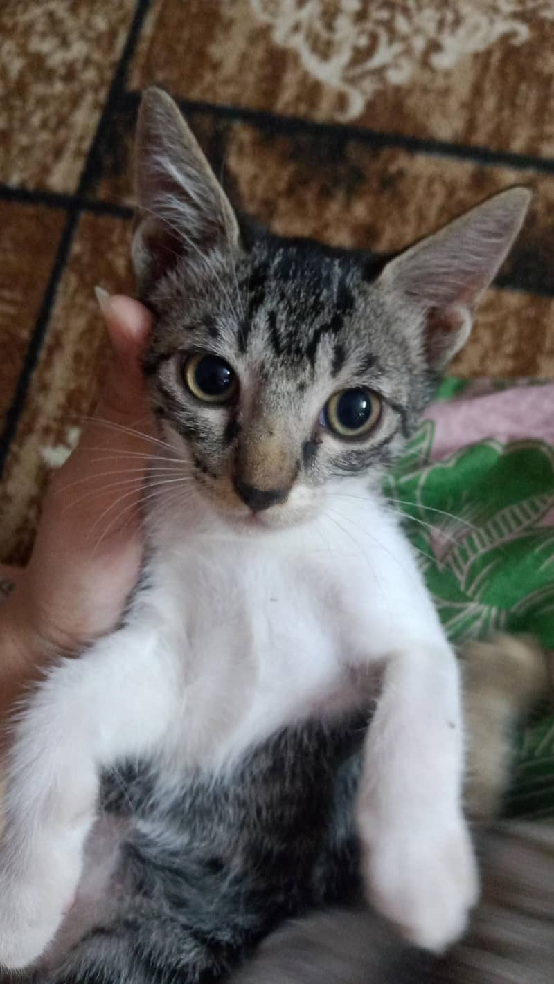 KITTENS 2