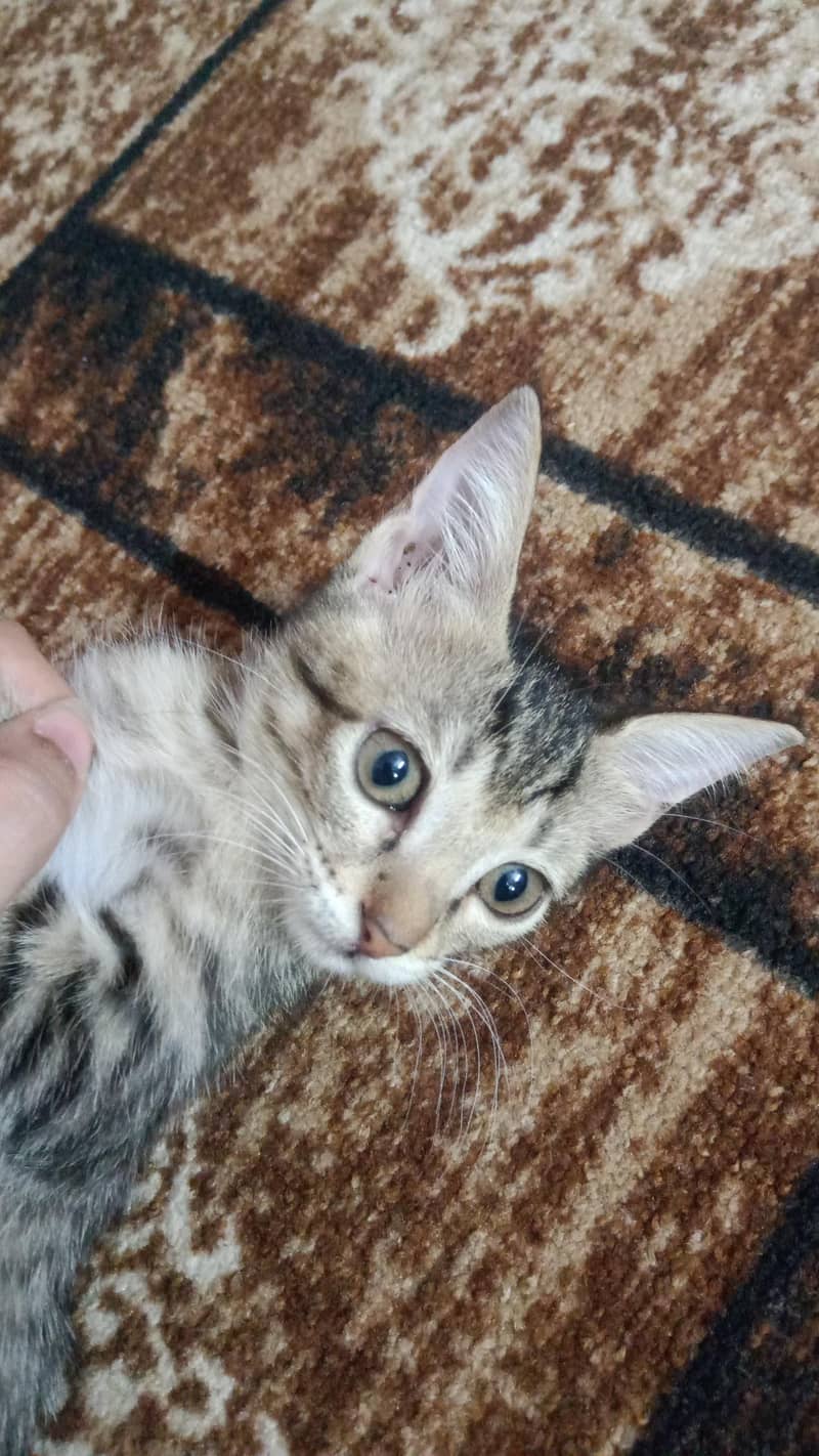 KITTENS 3