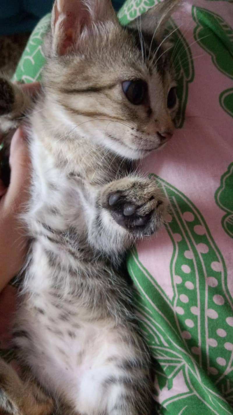 KITTENS 4