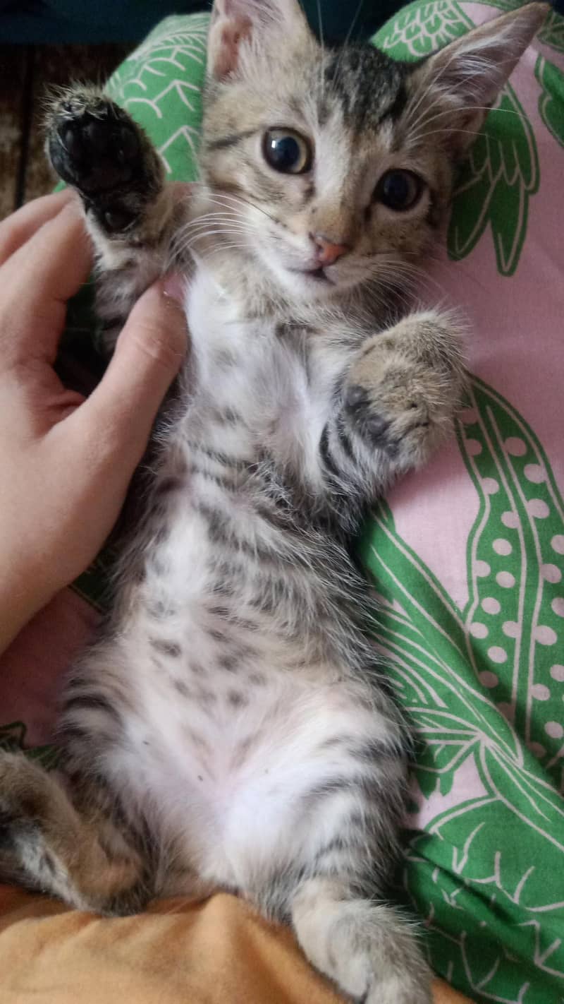 KITTENS 5