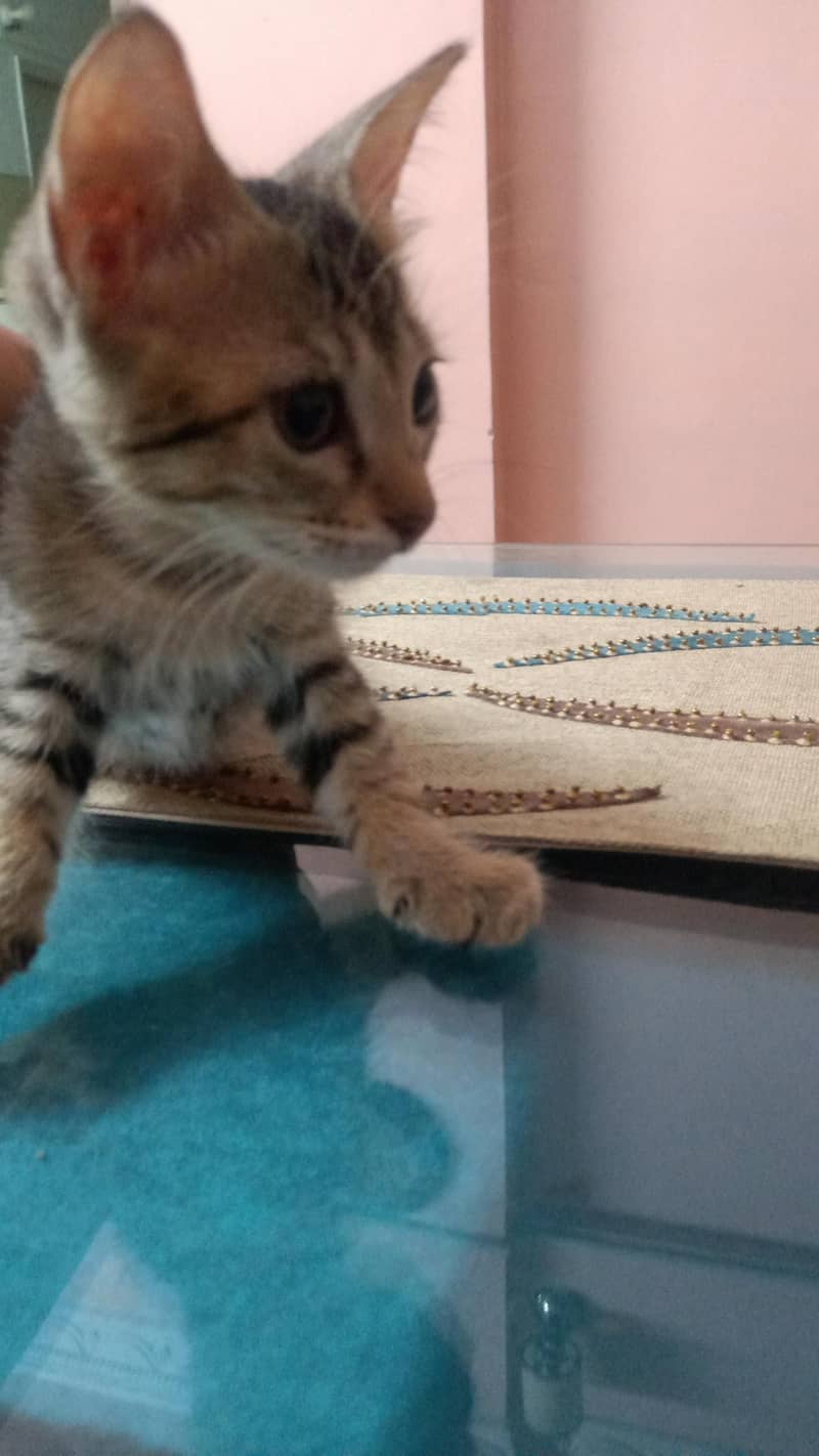 KITTENS 6